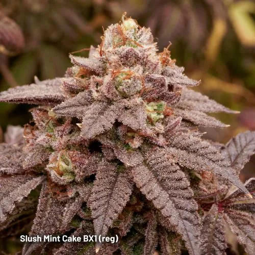 Buy Slush Mint Cake BX1® Regular Cannabis Seeds