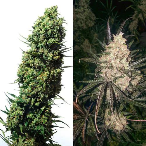 Buy The Ultimate Cannabis Seeds | Dutch Passion USA