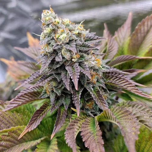Buy Tropical Tangie Feminized Cannabis Seeds | Dutch Passion USA