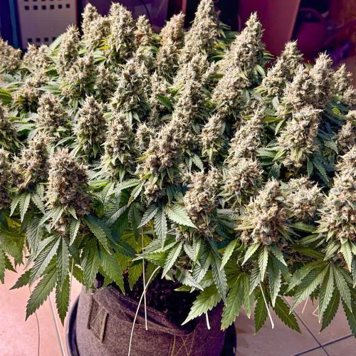 Buy Tropical Tangie Feminized Cannabis Seeds | Dutch Passion USA