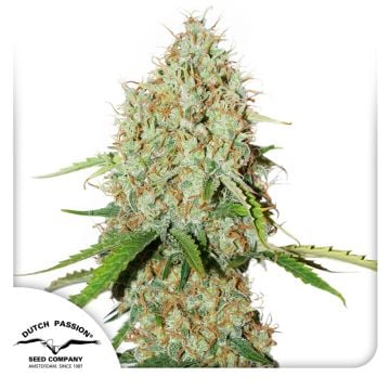 Auto Brooklyn Sunrise® cannabis seeds main image