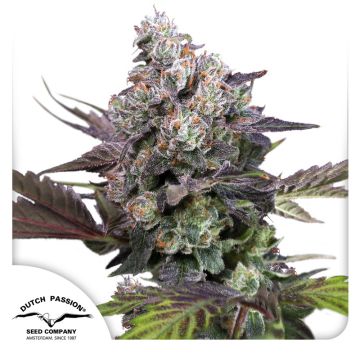 Candy Bubatz XL