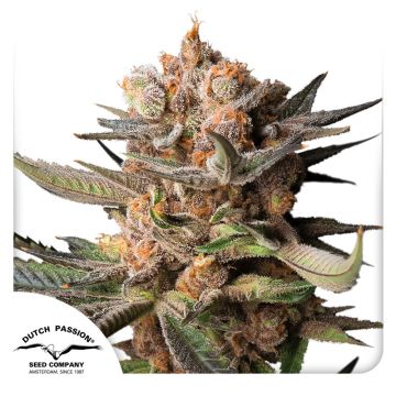 Auto Frozen Biscotti