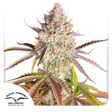 Fruit Bomb Punch main bud