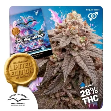 Slush Mint Cake BX1® limited edition