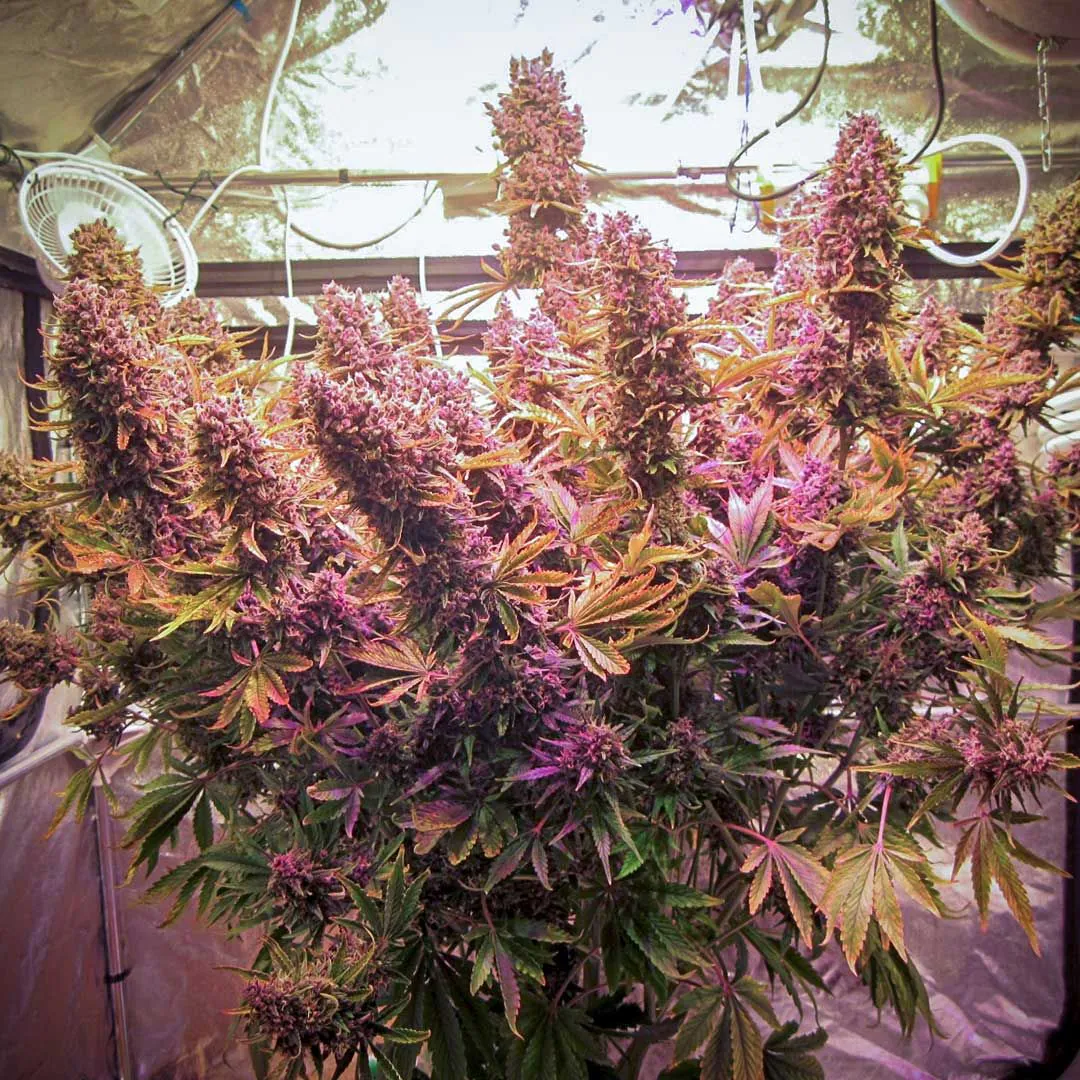Buy Auto Blackberry Kush Cannabis Seeds | Dutch Passion USA