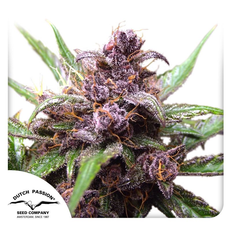 Buy Premium Autoflower Cannabis Seeds | Dutch Passion USA