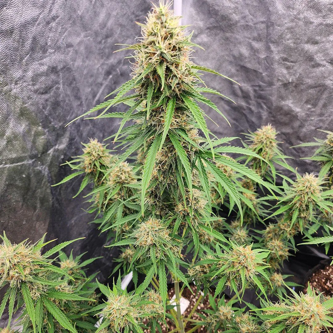 Buy Auto Candy Bubatz XL Cannabis Seeds | Dutch Passion USA