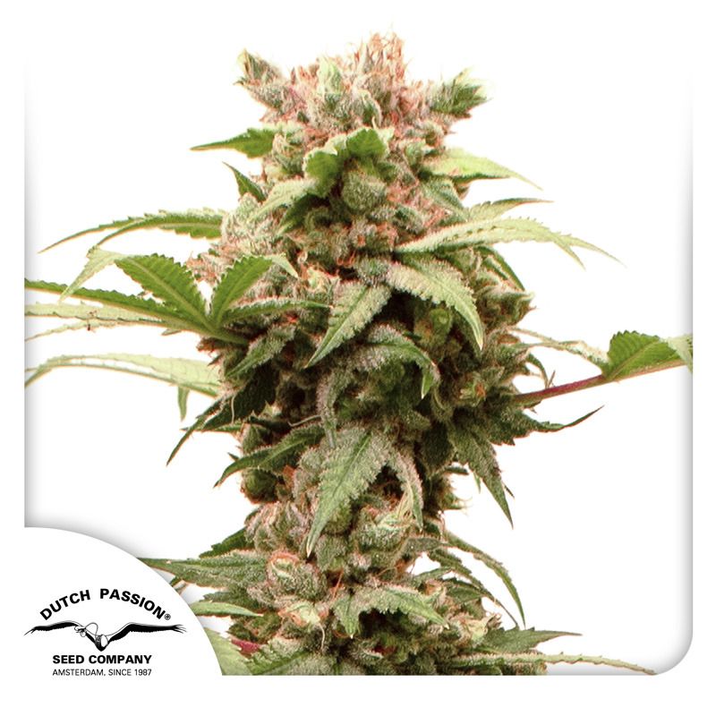 Buy Premium Autoflower Cannabis Seeds | Dutch Passion USA