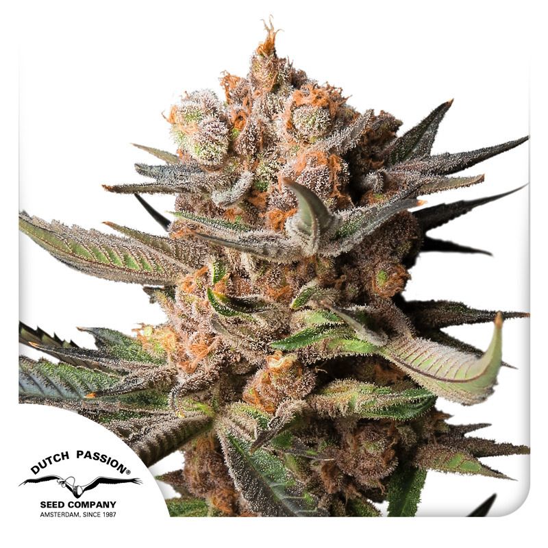 Frozen Biscotti Auto