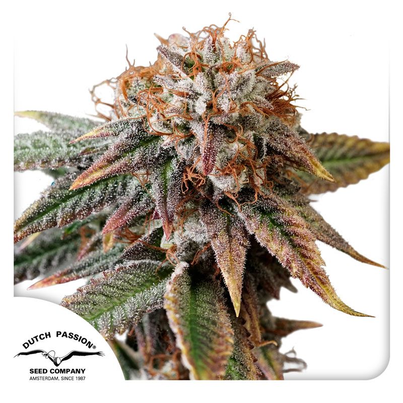 バージ・HYBRID『美品』 Buy Premium Hybrid Cannabis Seeds | Dutch Passion USA