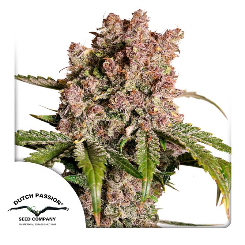 Strawberry Soda Auto