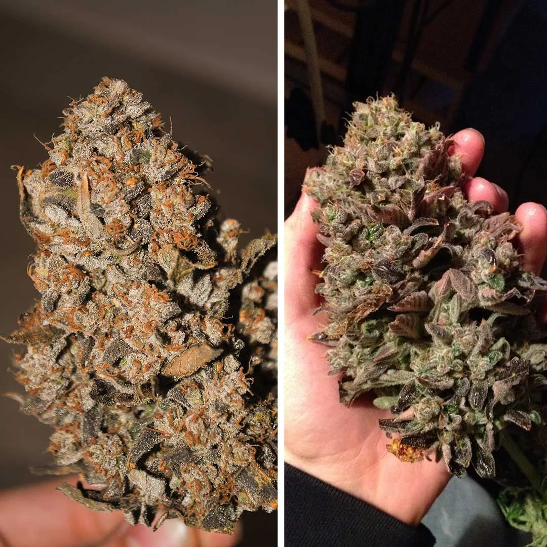Buy Auto Think Different Cannabis Seeds | Dutch Passion USA