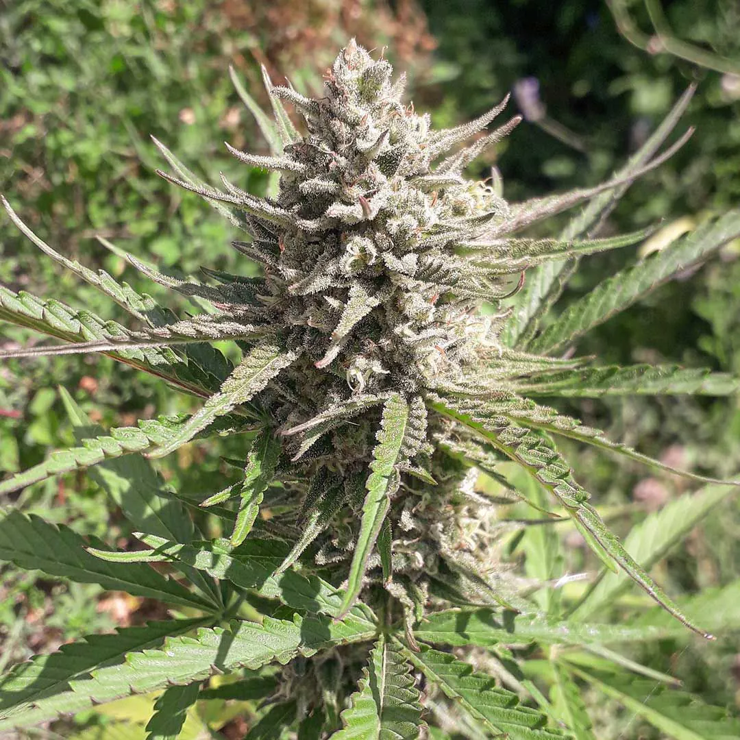 Buy Auto Ultimate Cannabis Seeds | Dutch Passion USA