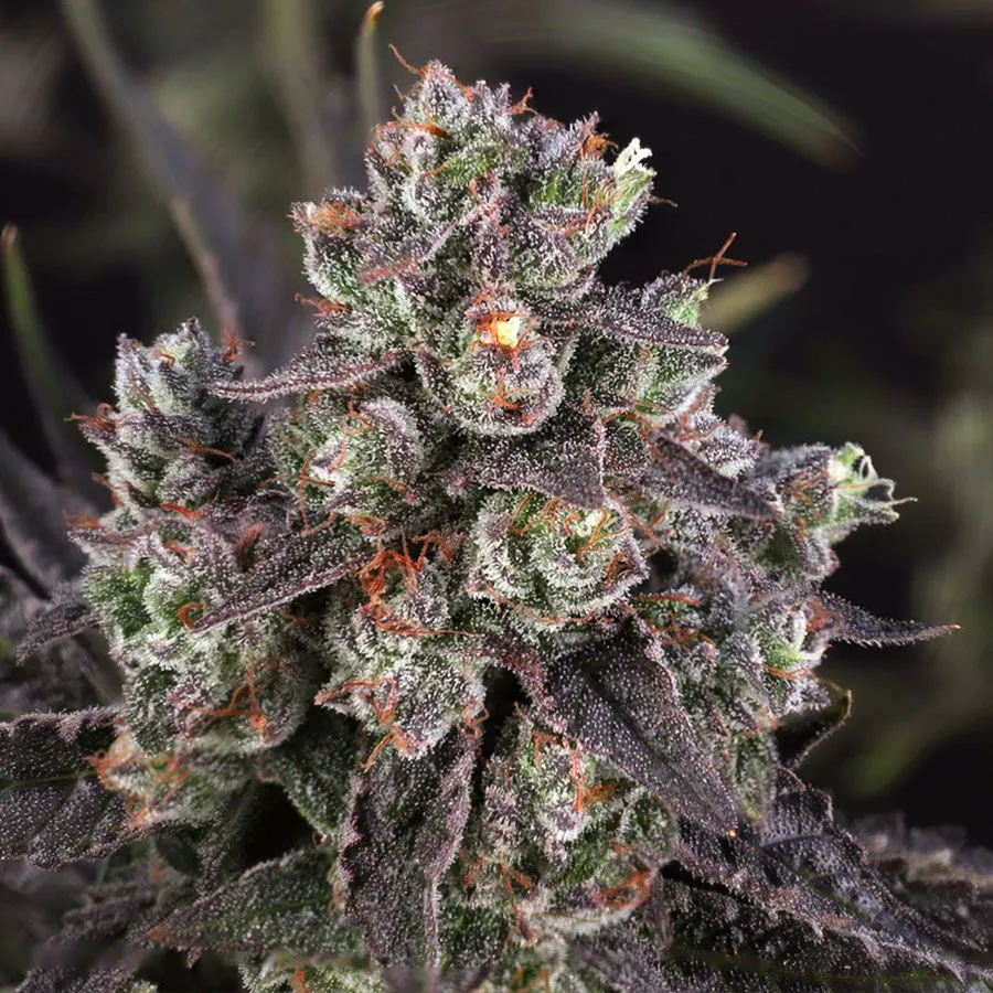 Buy Candy Bubatz XL Cannabis Seeds | Dutch Passion USA