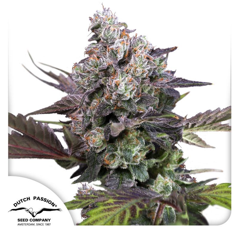 Buy Candy Bubatz XL Cannabis Seeds | Dutch Passion USA