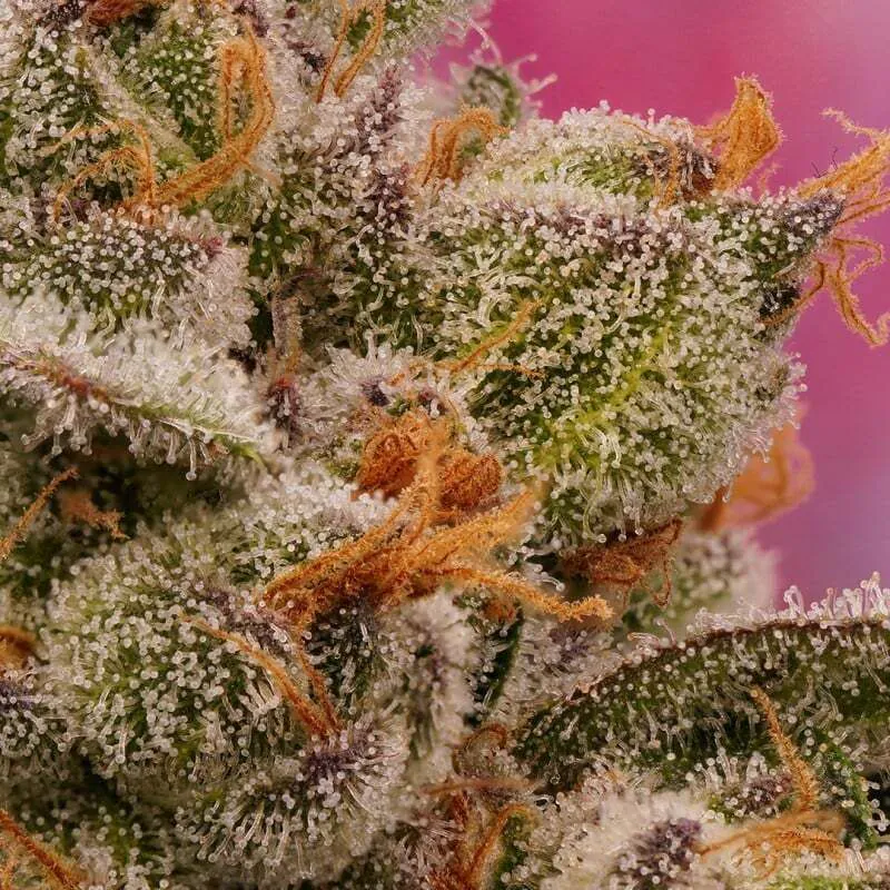 Buy Candy Bubatz XL Cannabis Seeds | Dutch Passion USA