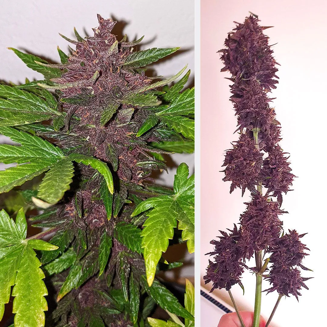 CBD Auto Blackberry Kush Cannabis Seeds | Dutch Passion USA