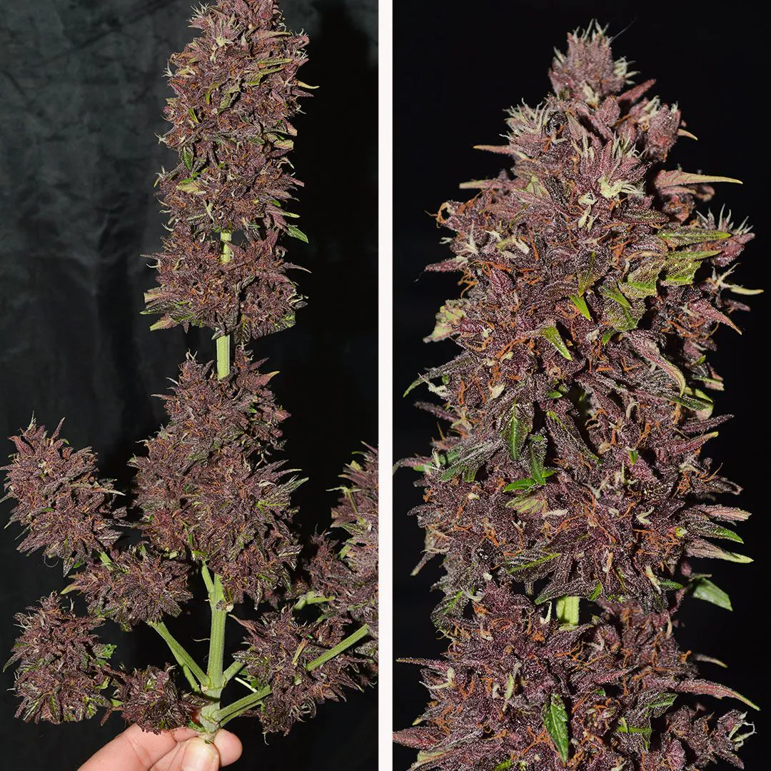 CBD Auto Blackberry Kush Cannabis Seeds | Dutch Passion USA