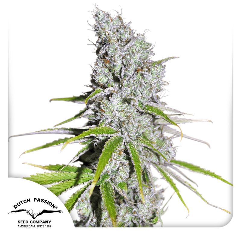 Skunk Haze CBD