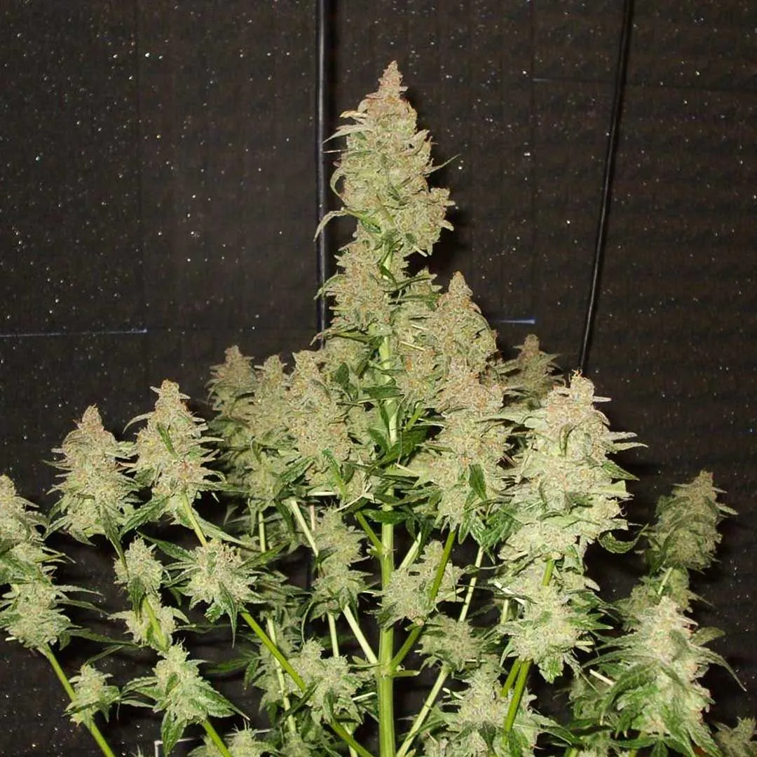 Buy Euforia Cannabis Seeds | Dutch Passion USA