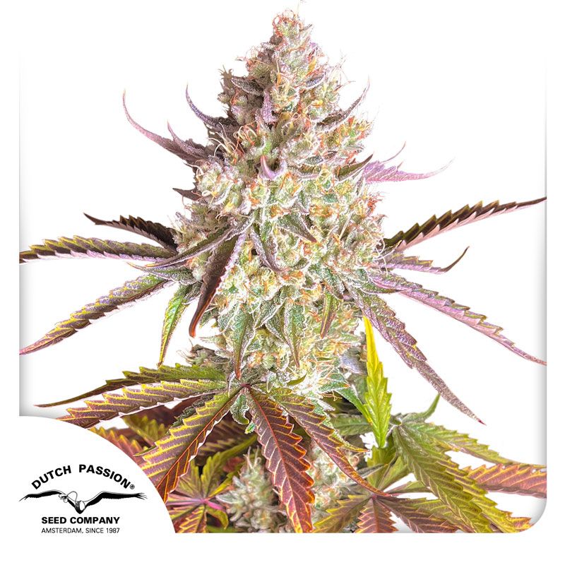 Buy Premium Feminized Cannabis Seeds | Dutch Passion USA