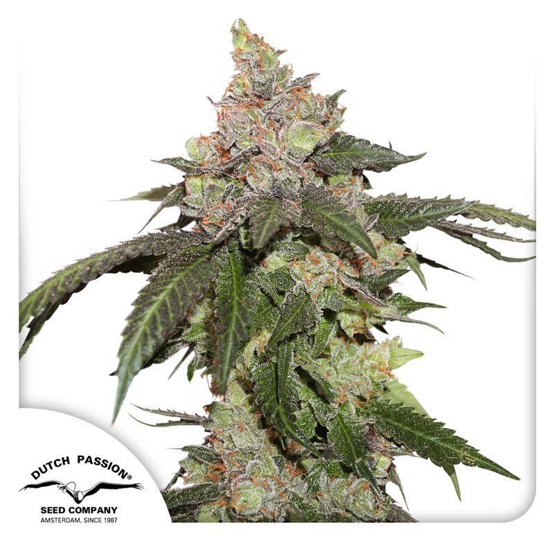 Buy Kerosene Krash Cannabis Seeds | Dutch Passion USA