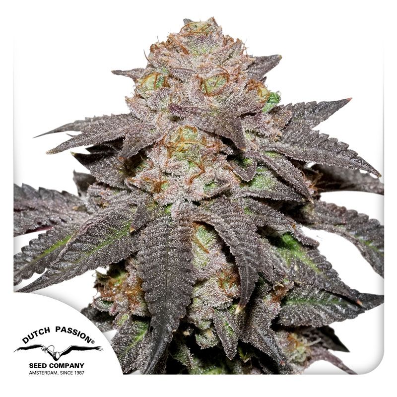 バージ・HYBRID『美品』 Buy Premium Hybrid Cannabis Seeds | Dutch Passion USA