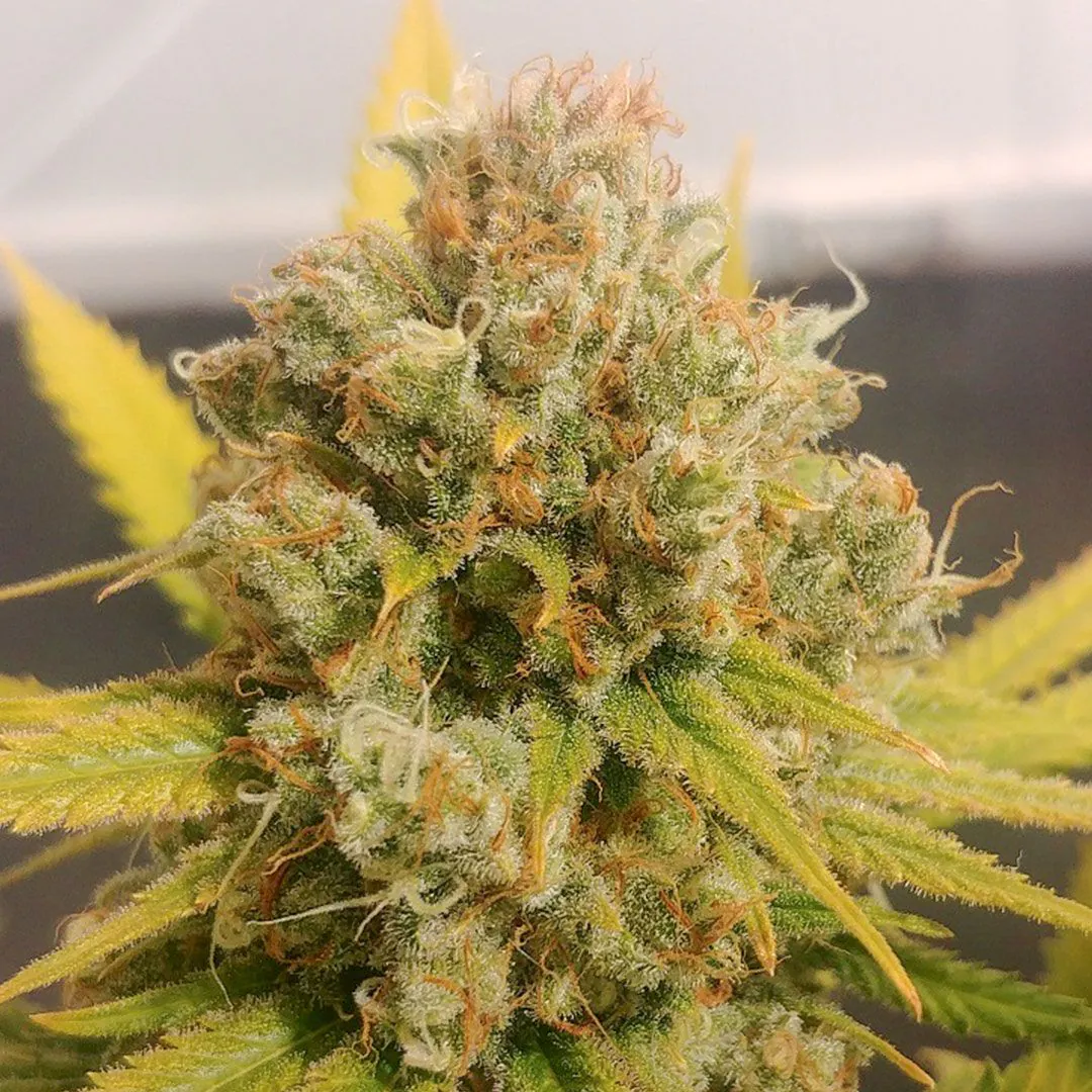 Buy Lemon Z Cannabis Seeds | Dutch Passion USA