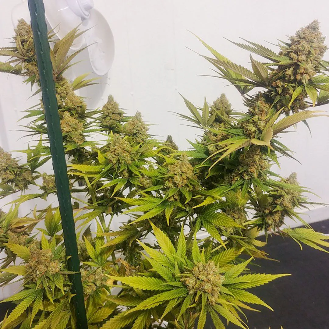 Buy Lemon Z Cannabis Seeds | Dutch Passion USA