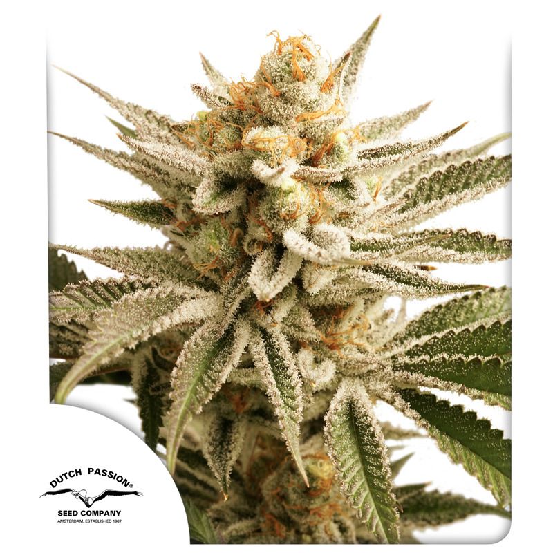 Buy Lemon Z Cannabis Seeds | Dutch Passion USA