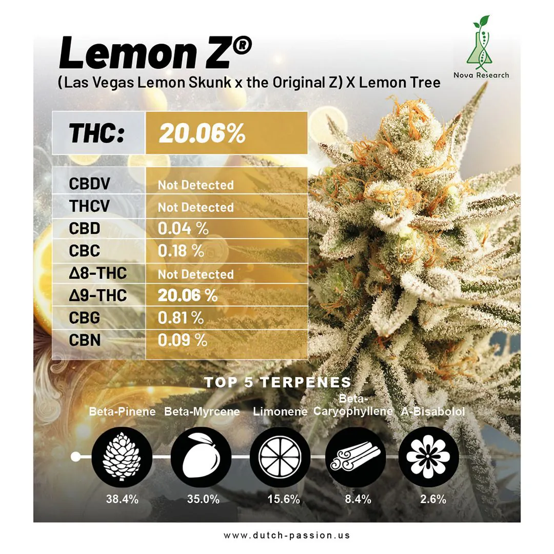 Buy Lemon Z Cannabis Seeds | Dutch Passion USA