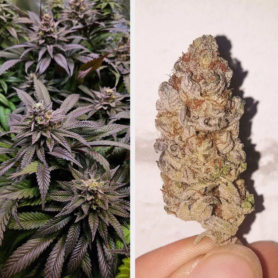 Orange Bud 2.0 Cannabis Seeds | Dutch Passion USA