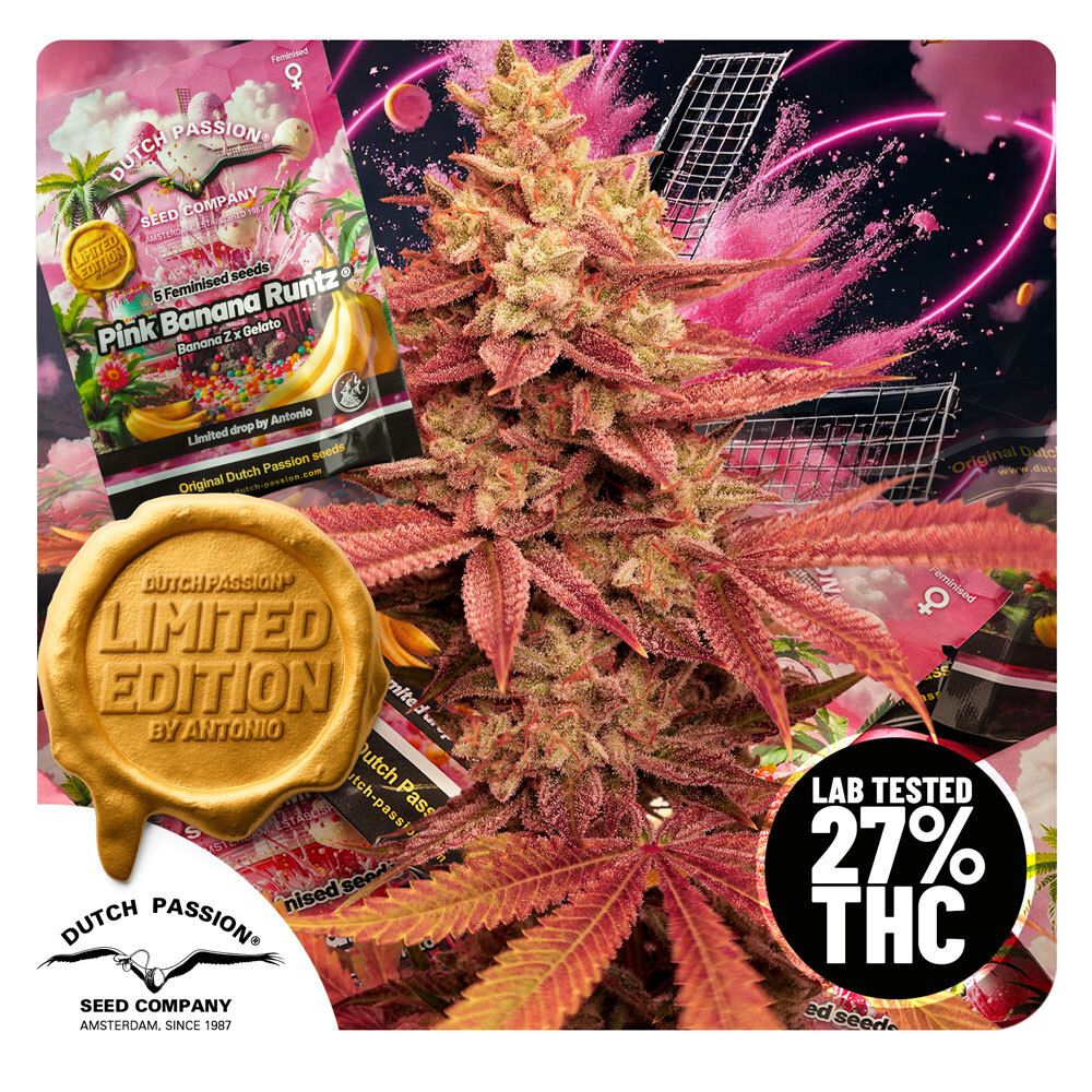 Buy Premium Feminized Cannabis Seeds | Dutch Passion USA