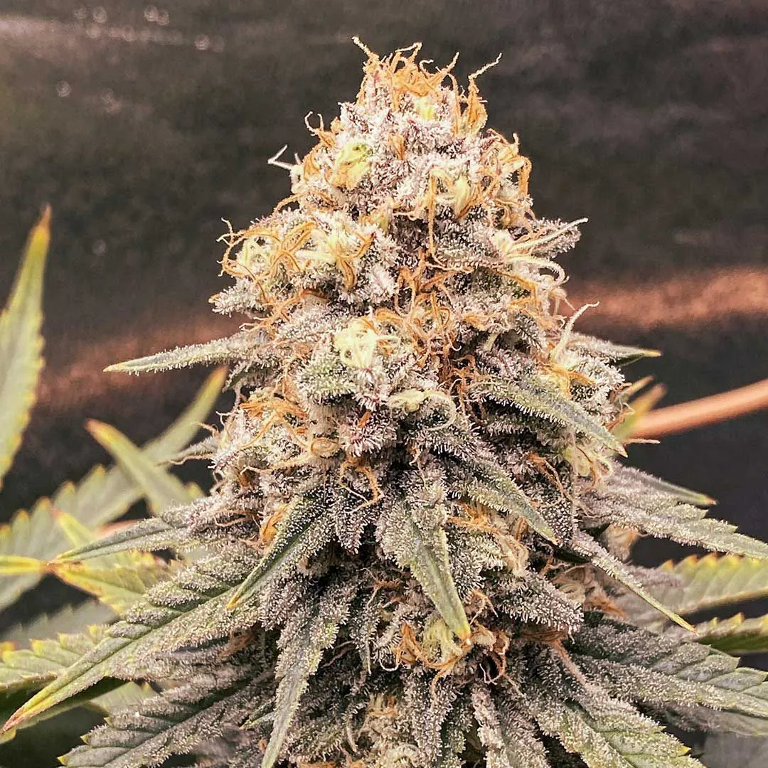 Buy Power Plant Cannabis Seeds | Dutch Passion USA