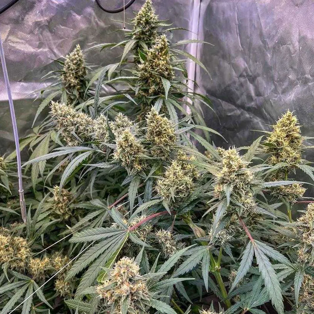 Buy The Ultimate Cannabis Seeds | Dutch Passion USA