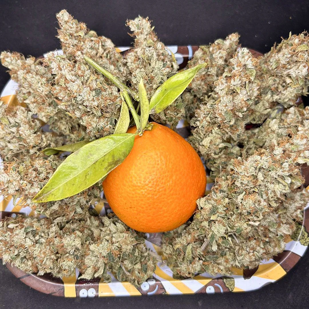 Buy Tropical Tangie Feminized Cannabis Seeds | Dutch Passion USA