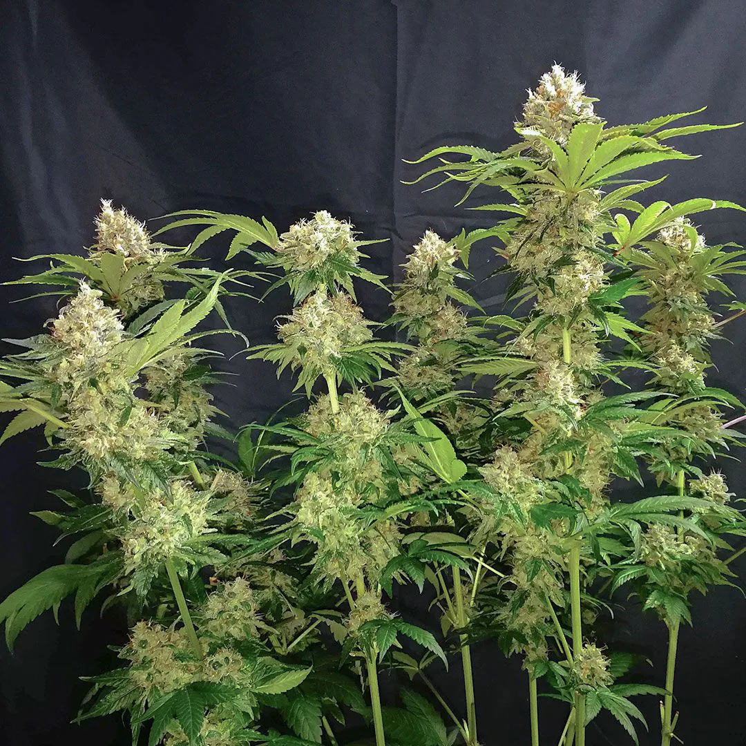 Buy Tropical Tangie Feminized Cannabis Seeds | Dutch Passion USA