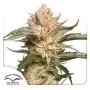 Auto Trichome & Cream thumbnail