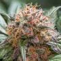 Auto Trichome & Cream thumbnail