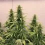 THC-Victory thumbnail