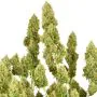 THC-Victory thumbnail