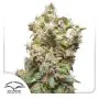 THC-Victory thumbnail
