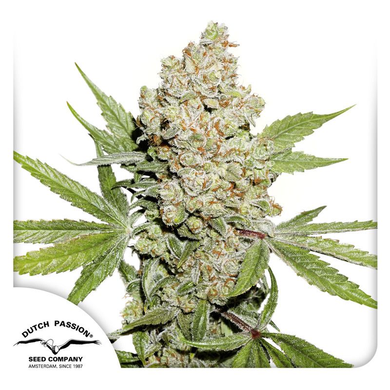 Buy Auto Lemon Kix Cannabis Seeds | Dutch Passion USA