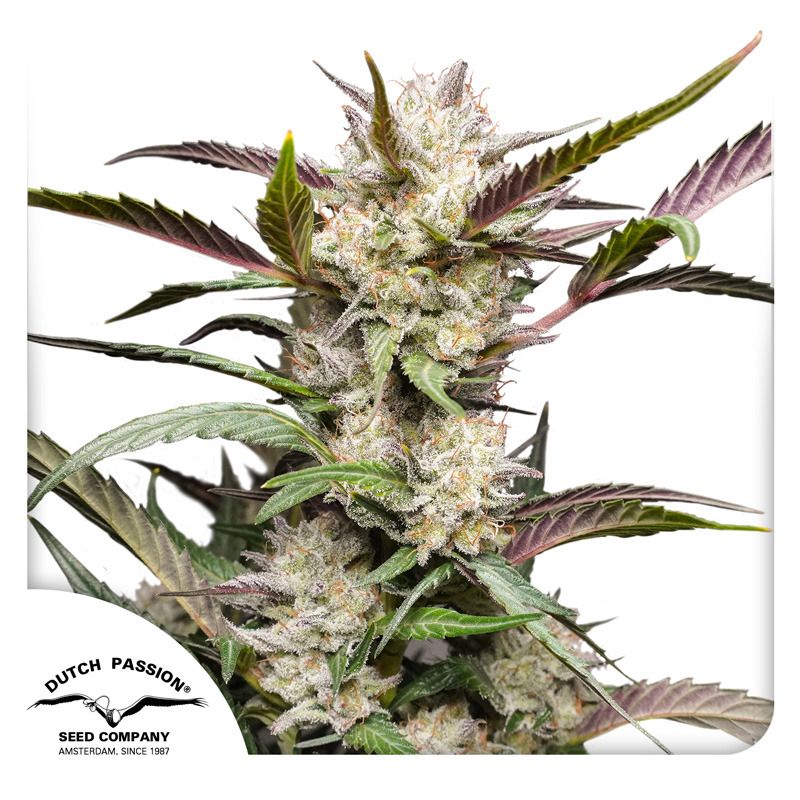 Buy Auto Mimosa Punch Cannabis Seeds | Dutch Passion USA