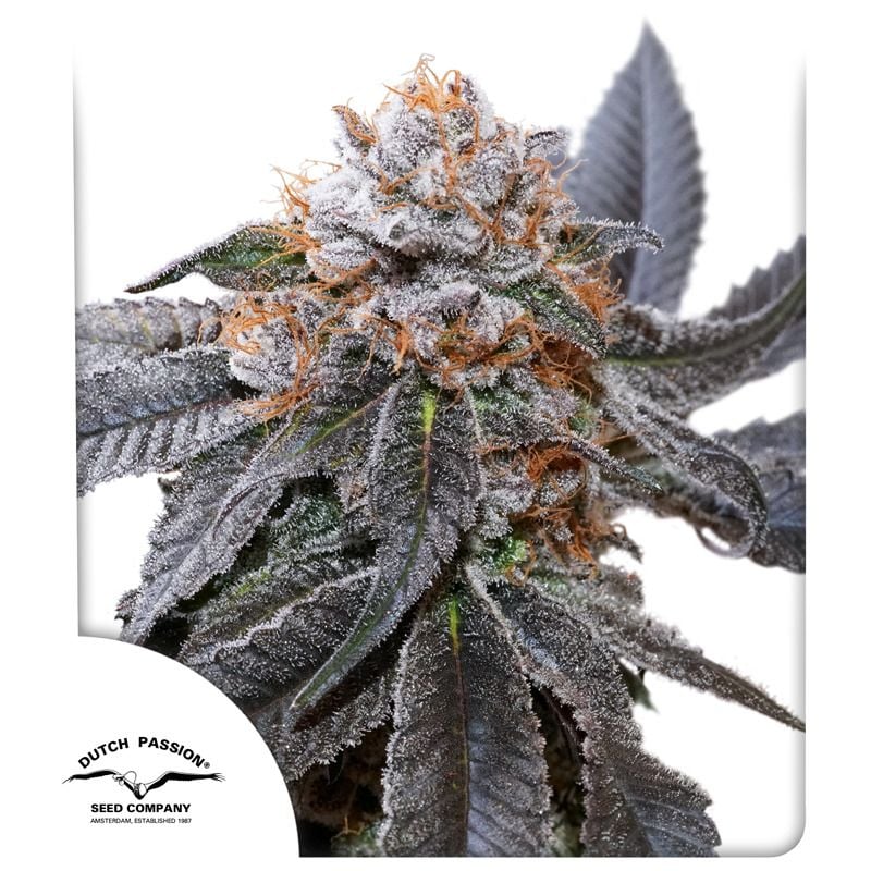 New Cannabis Seeds for 2024 | Dutch Passion USA