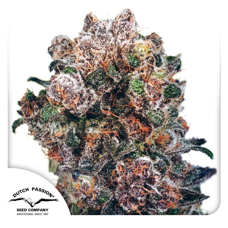 Buy Blueberry Cannabis Seeds | Dutch Passion USA