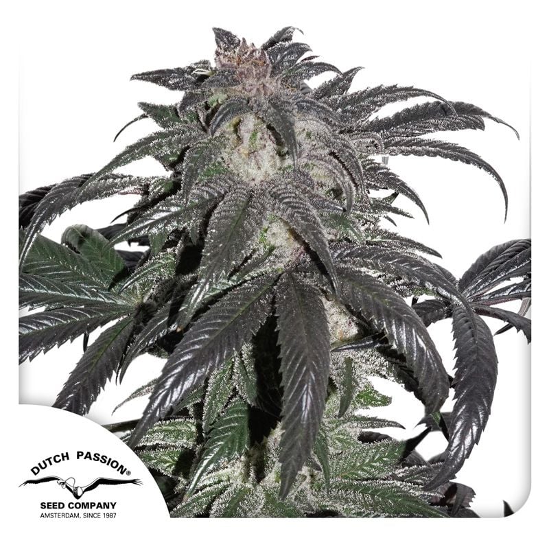 Buy Bubba Island Kush Cannabis Seeds | Dutch Passion USA