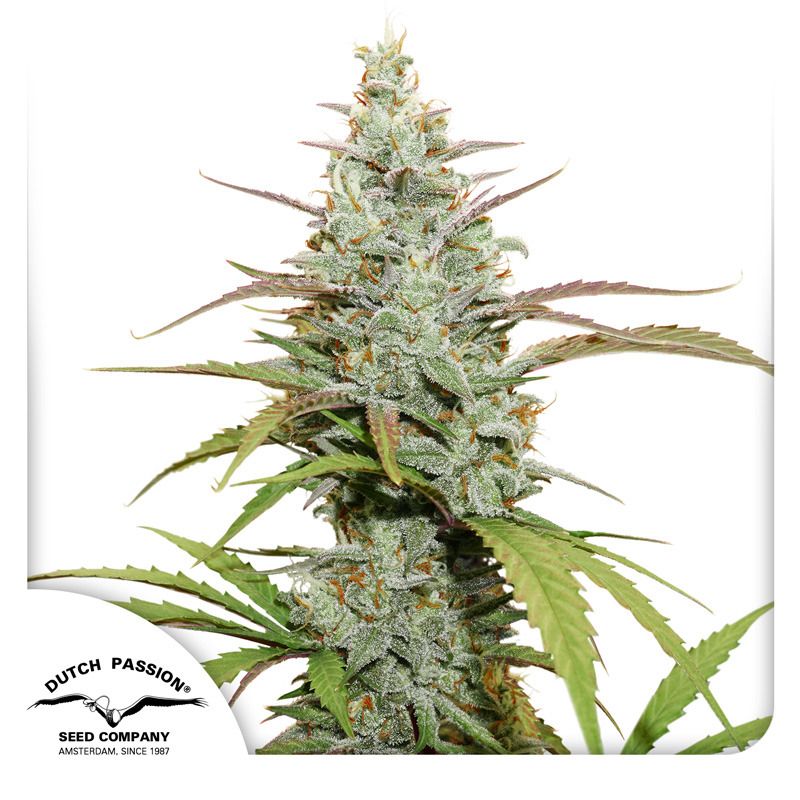 Amazon.com | Portmerion Botanic Garden Meadow - 10.5oz