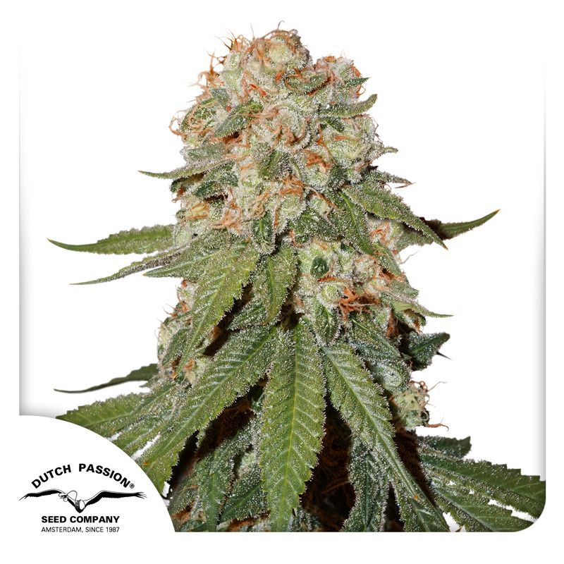 SALE【強体感】夢の端OrangeBud H4CBH0.5ml オレンジバッド 強体感】夢の端OrangeBud H4CBH 0.5ml オレンジバッド63